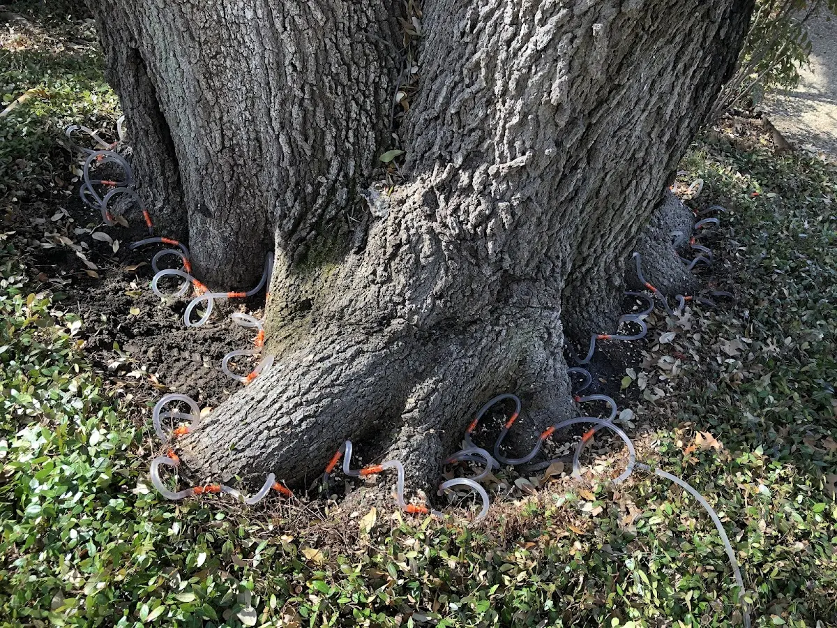 Detailed Tree Cabling and Bracing job site in Arvada
