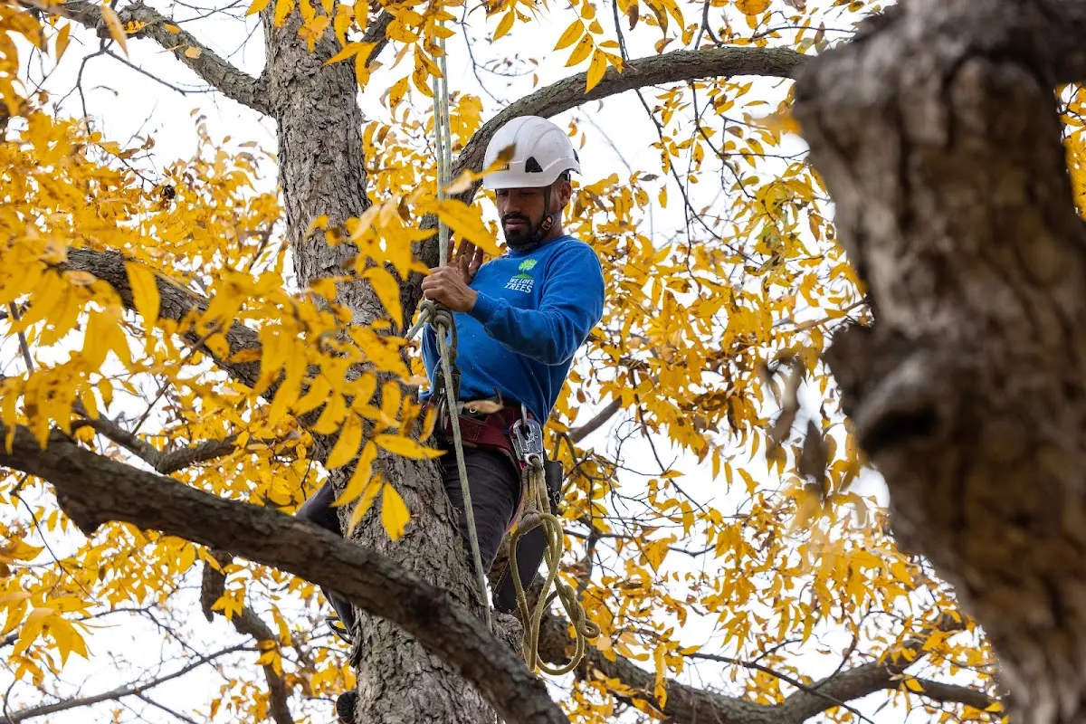 Skilled Storm Damage Cleanup crew working in Arvada